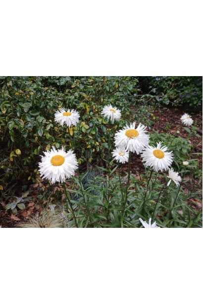 Leucanthemum superbum Crazy Daisy у період цвітіння